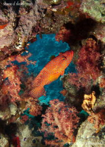 Grouper. Canon G10, W20 Ikelite & Inon D2000. by Bea & Stef Primatesta 
